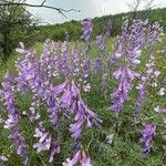 Vicia dalmatica Квітка