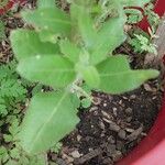 Nicotiana rustica Leaf