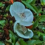 Eucryphia cordifolia Fiore