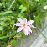 Hesperantha coccinea Flor