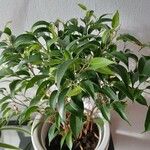 Ficus benjaminaFuelha