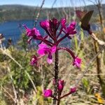 Epidendrum jamiesonis Kvet