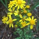 Senecio ampullaceus Кветка