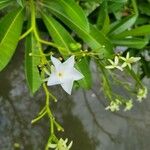 Cerbera manghas Flor