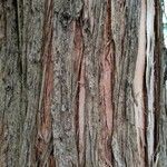 Metasequoia glyptostroboides Bark