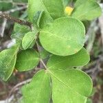 Commiphora mollis Листок