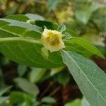 Physalis angulata Flower