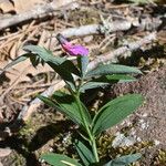 Lathyrus linifolius Ліст