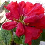 Rhododendron erosum Flor