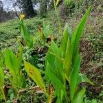 Canna indicaFlower