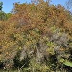 Hypericum lanceolatum Облик