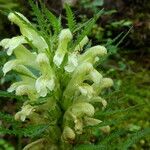 Pedicularis foliosa Flower