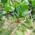 Emmenosperma pancherianum Fruit