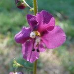 Verbascum phoeniceum Flower