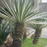Furcraea selloana Fulla