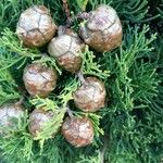 Cupressus sempervirens Frucht