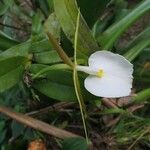 Epidendrum eburneum Flower