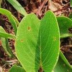 Ipomoea pes-caprae Liść