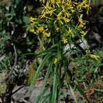 Senecio serra Flor