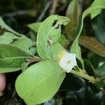 Diospyros whyteana 花