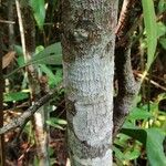 Psychotria venosa 树皮