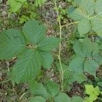 Rubus polonicus Leaf