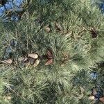 Pinus pinaster Fruchs