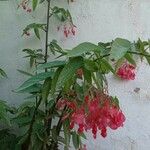 Begonia coccineaFiore