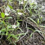 Moehringia lateriflora Buveinė