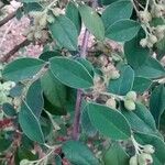 Cotoneaster pannosus Leaf