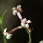 Asperula cynanchica Virág