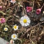 Erigeron karvinskianusBlomst