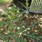 Cussonia paniculata Habit