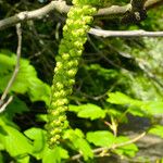 Juglans regia Flower