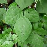 Neonotonia wightii Leaf