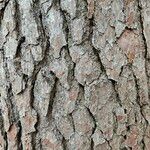 Pinus taeda Bark