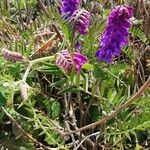 Vicia incana Feuille