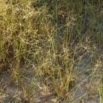 Fimbristylis autumnalis Habitat