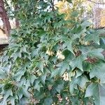 Acer buergerianum Blad