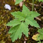 Papaver cambricum Leaf