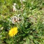 Plantago atrata Flower