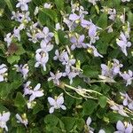 Viola canina Λουλούδι