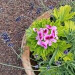 Pelargonium inquinans Liść