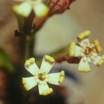 Silene vallesia Flors