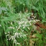 Calamagrostis varia Flower