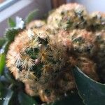 Mammillaria carmenae Hoja