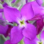 Matthiola incana പുഷ്പം