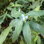 Commelina virginica Folha