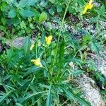 Diplotaxis tenuifolia Habit