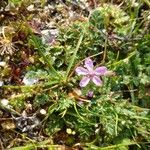 Erodium cicutariumപുഷ്പം